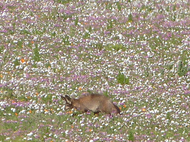 Bat-eared-Fox