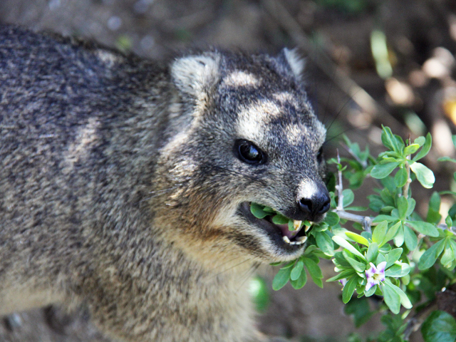 Dassie