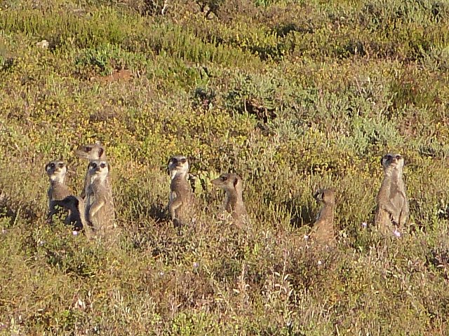 Meercats