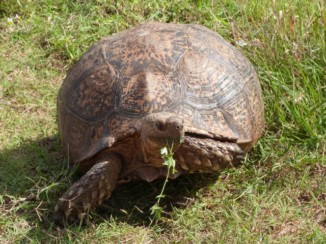 Tortoise