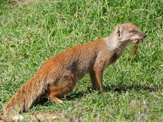 Yellow-Mongoose