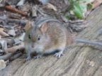 Striped-Mouse