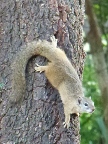 squirrel