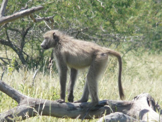 Baboon