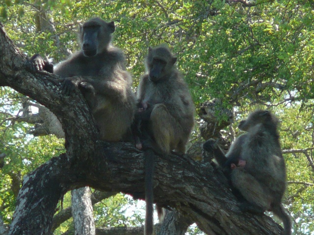 Baboons-branch