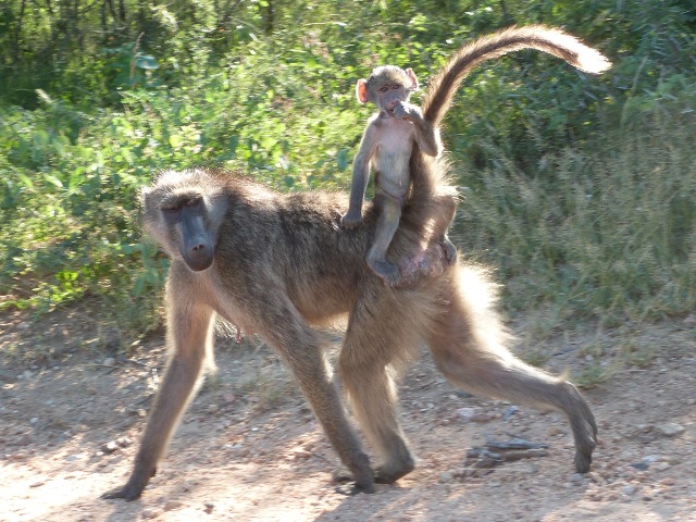 Chacma Baboon