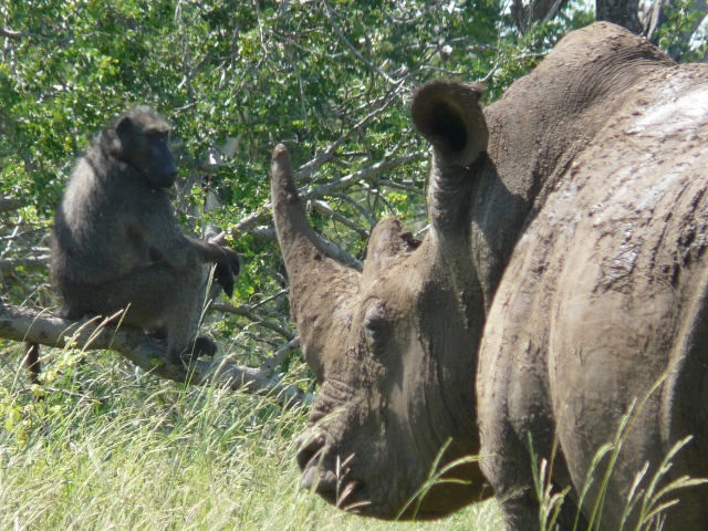 Rhino-Baboon