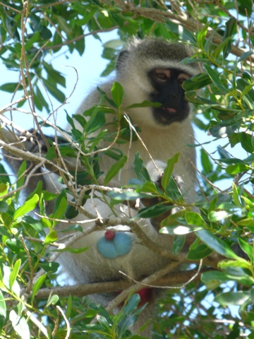 Vervet-Male