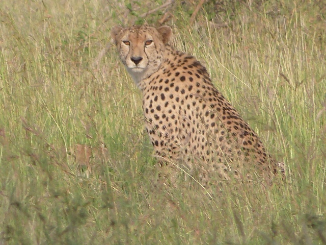 Cheetah-2