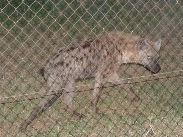 Hyena-2