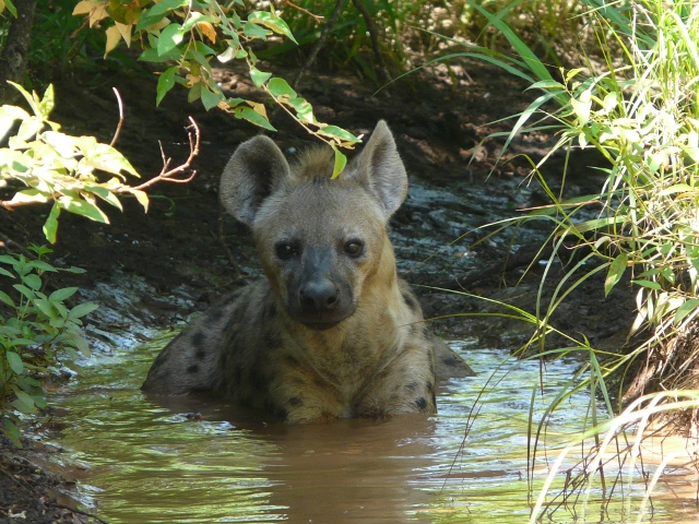 Hyena-water