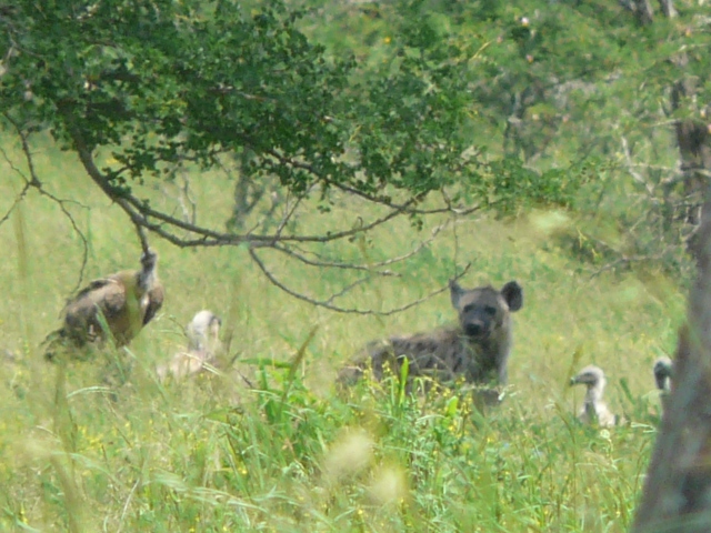 Hyena