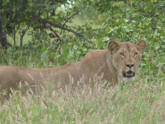 Lioness-1