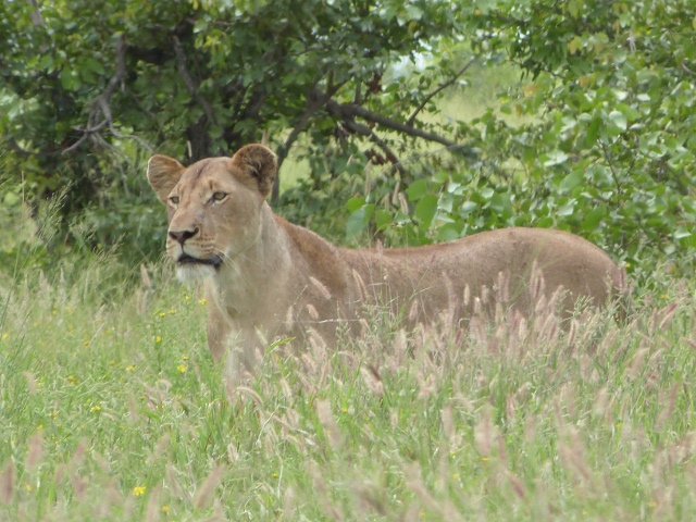 Lioness-3