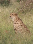 Cheetah-1