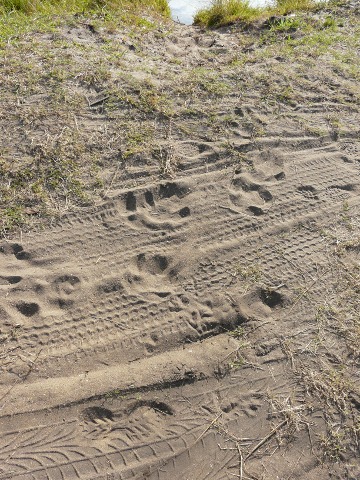 Hippo-Tracks