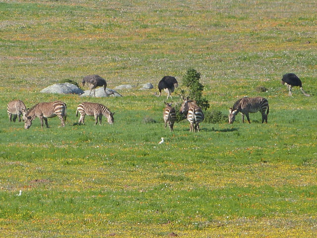 Zebras-Ostriches