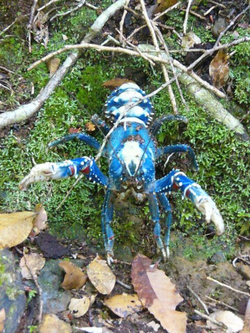 Crayfish