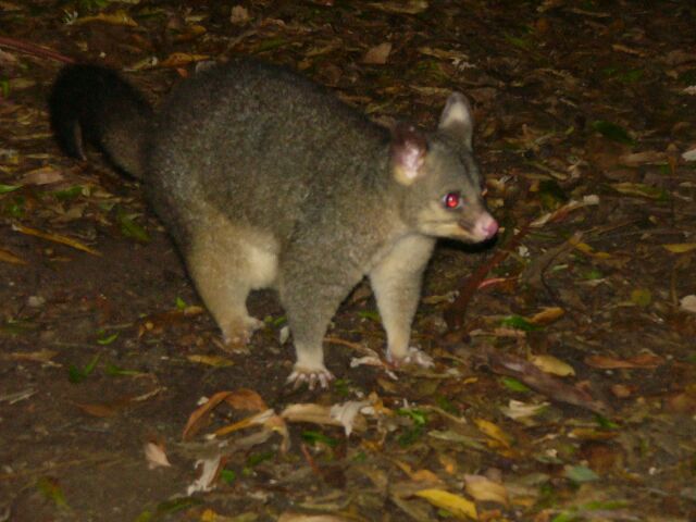 Possum