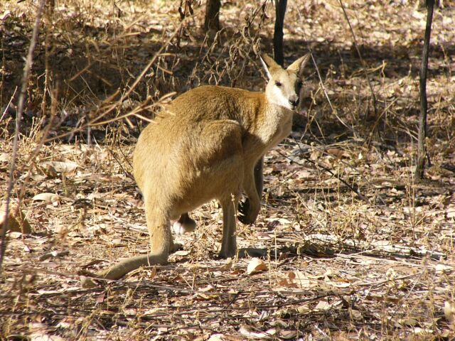 Wallaby