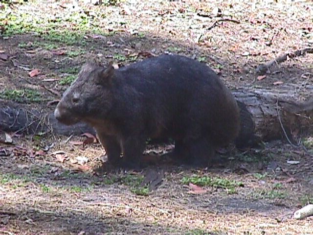 Wombat