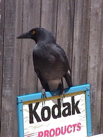 Currawong