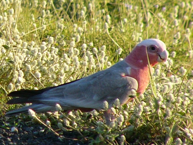 Galah