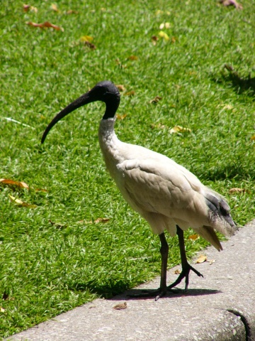 Ibis