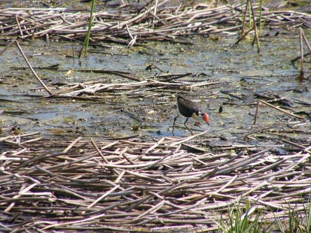 Jacana