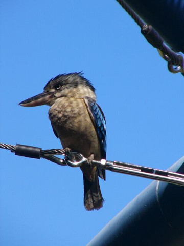 Kookaburra