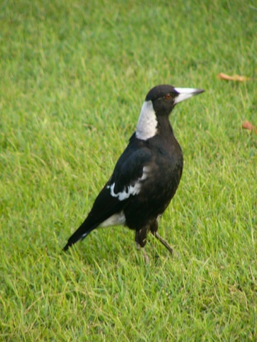 magpie