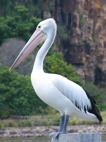 pelican