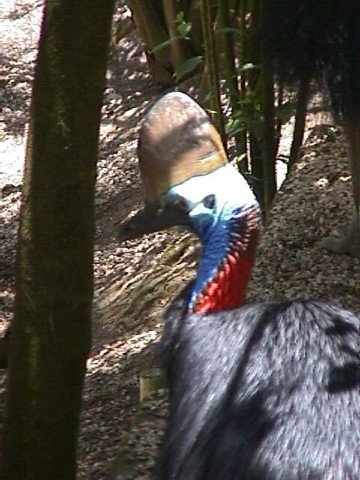 Cassowary