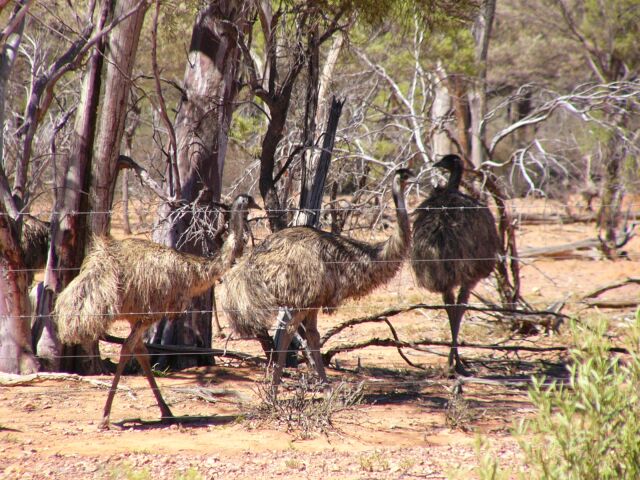 Emus