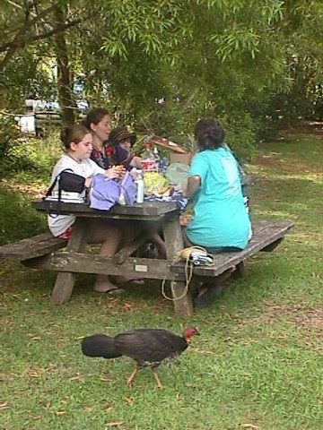 Picnic