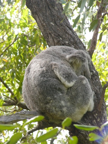 Koala