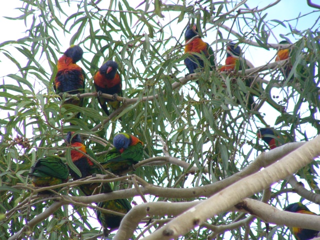 lorikeets