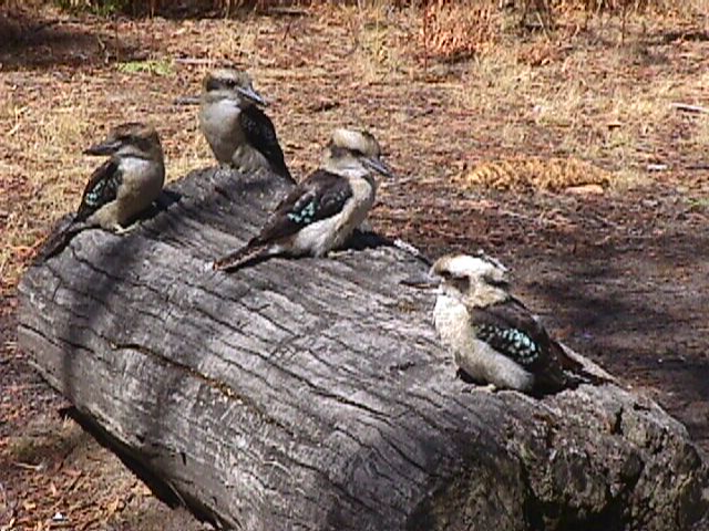 Kookaburras