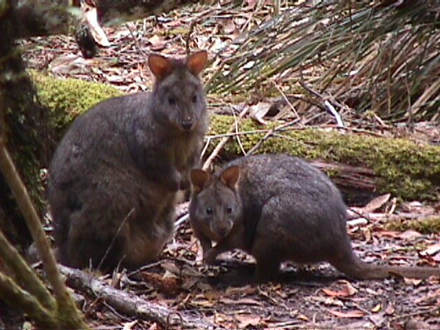 Pademelon