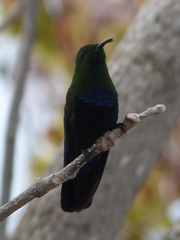 Hummingbird