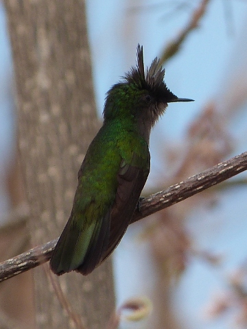 Hummingbird