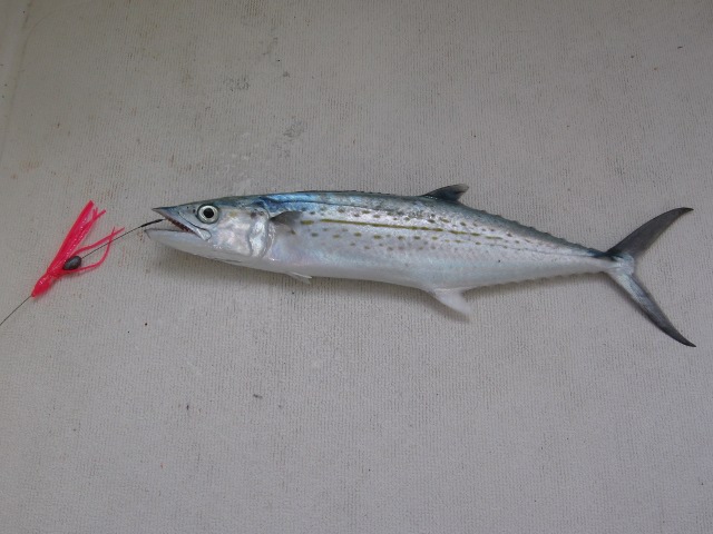 Mackerel