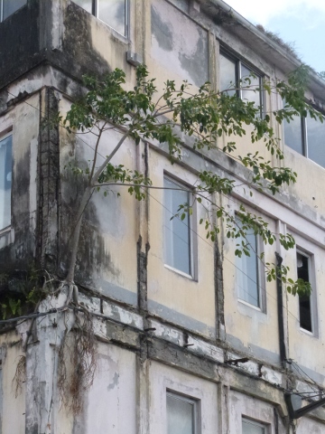 HouseTree