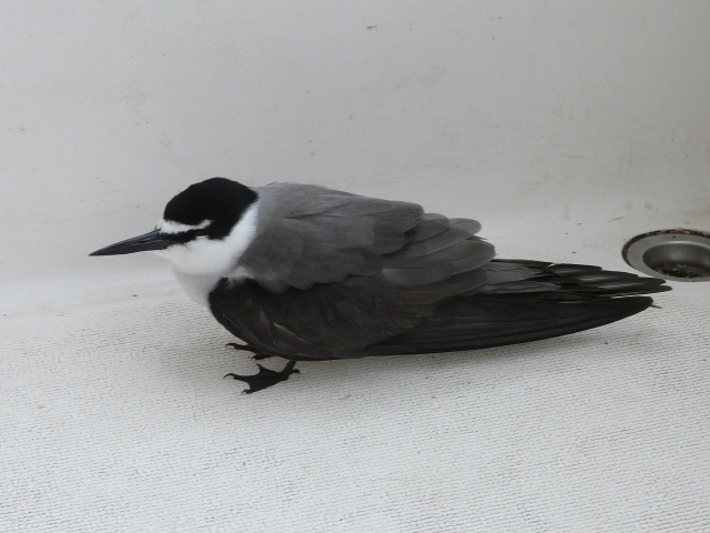 Bridled Tern