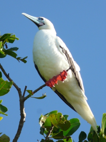 Red-footed Booby