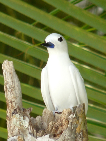 White Tern