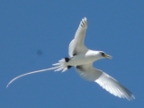 White-tailed Tropic Bird.JPG (125 KB)