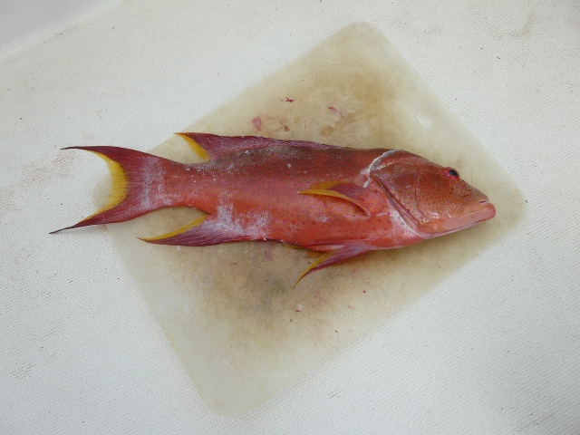 Coral Trout