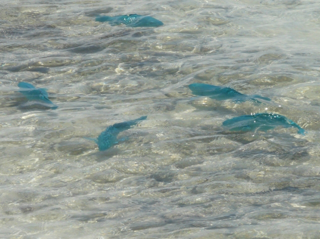 parrotfish