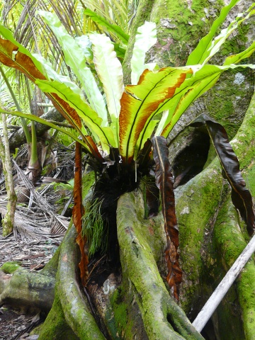 epiphyte